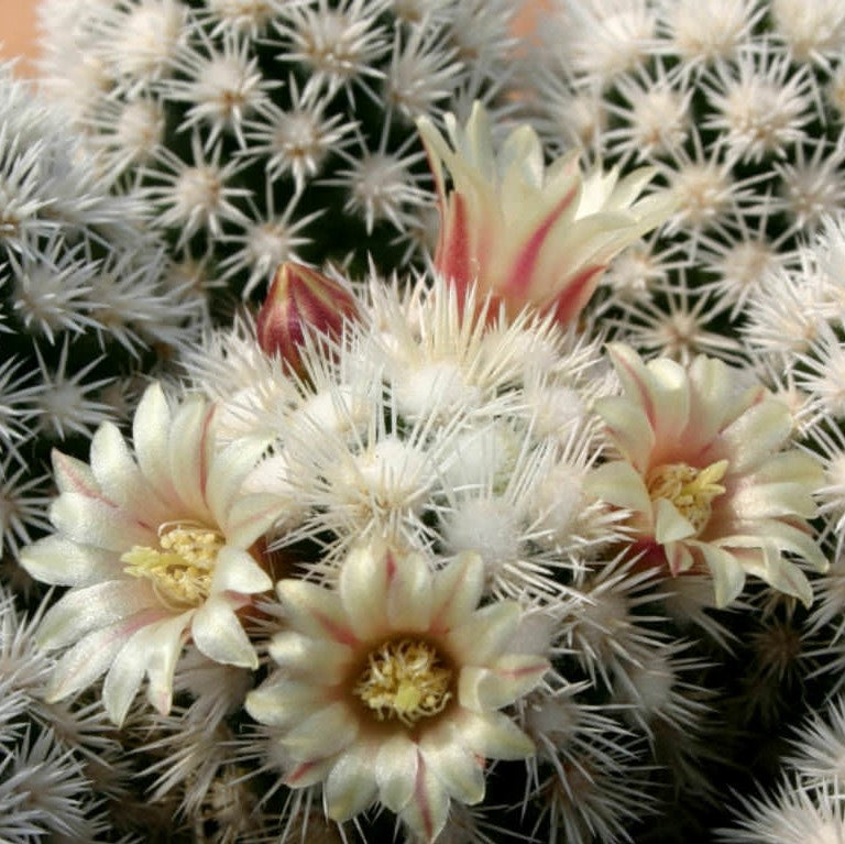 Mammillaria Vetula Arizona Snowcap Cactus Plant - myBageecha
