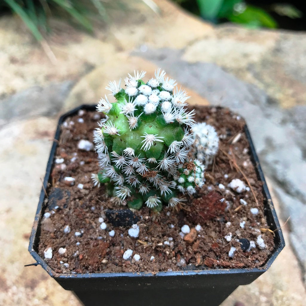 Mammillaria Vetula Arizona Snowcap Cactus Plant - myBageecha