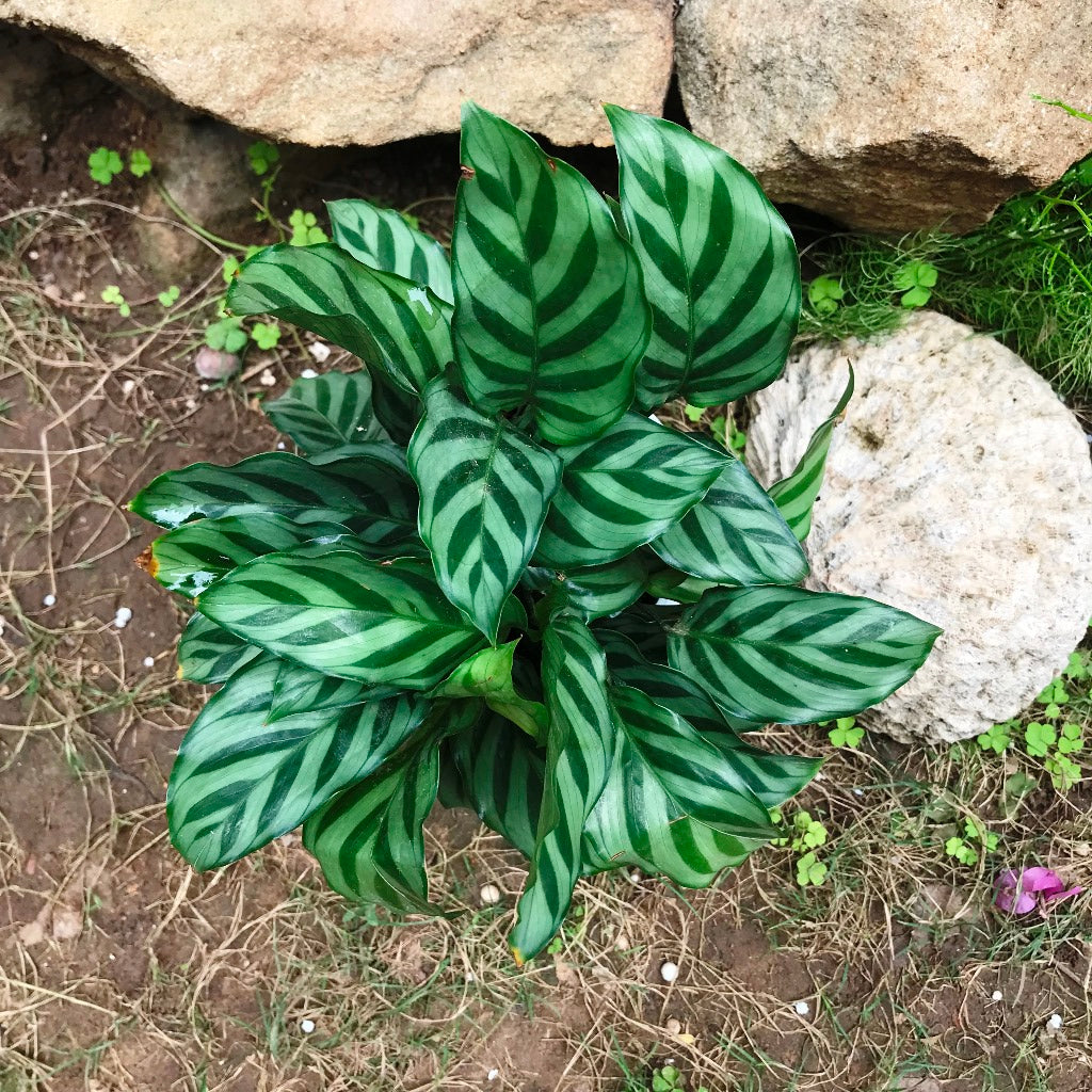 Ctenanthe Burle Marxii Plant