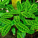 Calathea Zebrina Plant