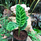Calathea Zebrina Plant