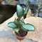 Calathea picturata 'Argentea' Plants myBageecha - myBageecha