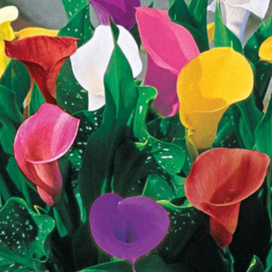 Calla Lily - Mixed bulbs (Pink White Red ) - myBageecha