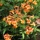 Campsis Grandiflora 'Morning Calm' Plants myBageecha - myBageecha