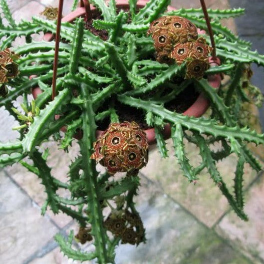 Caralluma Crenulata Succulent Plant