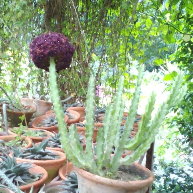 Caralluma Umbellata Succulent Plant - myBageecha