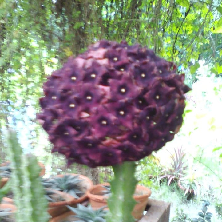 Caralluma Umbellata Succulent Plant