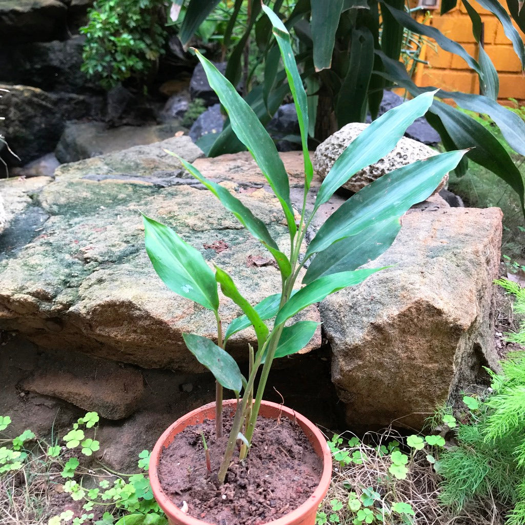 elaichi plant in pot Malabar Cardamom Elaichi Plant