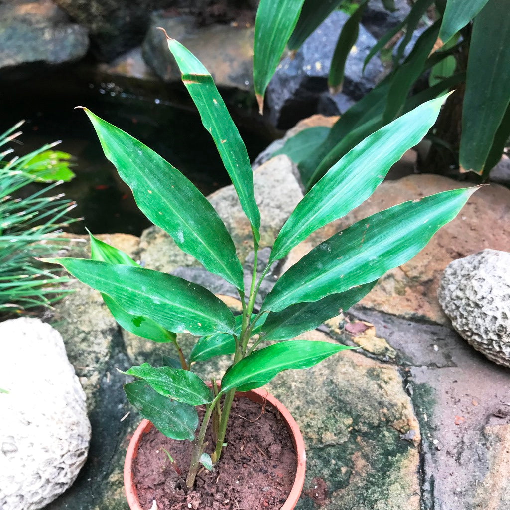 elaichi plant in pot Malabar Cardamom Elaichi Plant