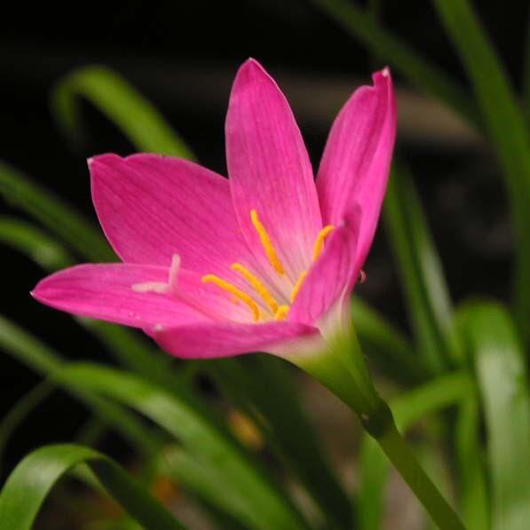 Rain Lily 'Carinata' (Bulbs) - myBageecha