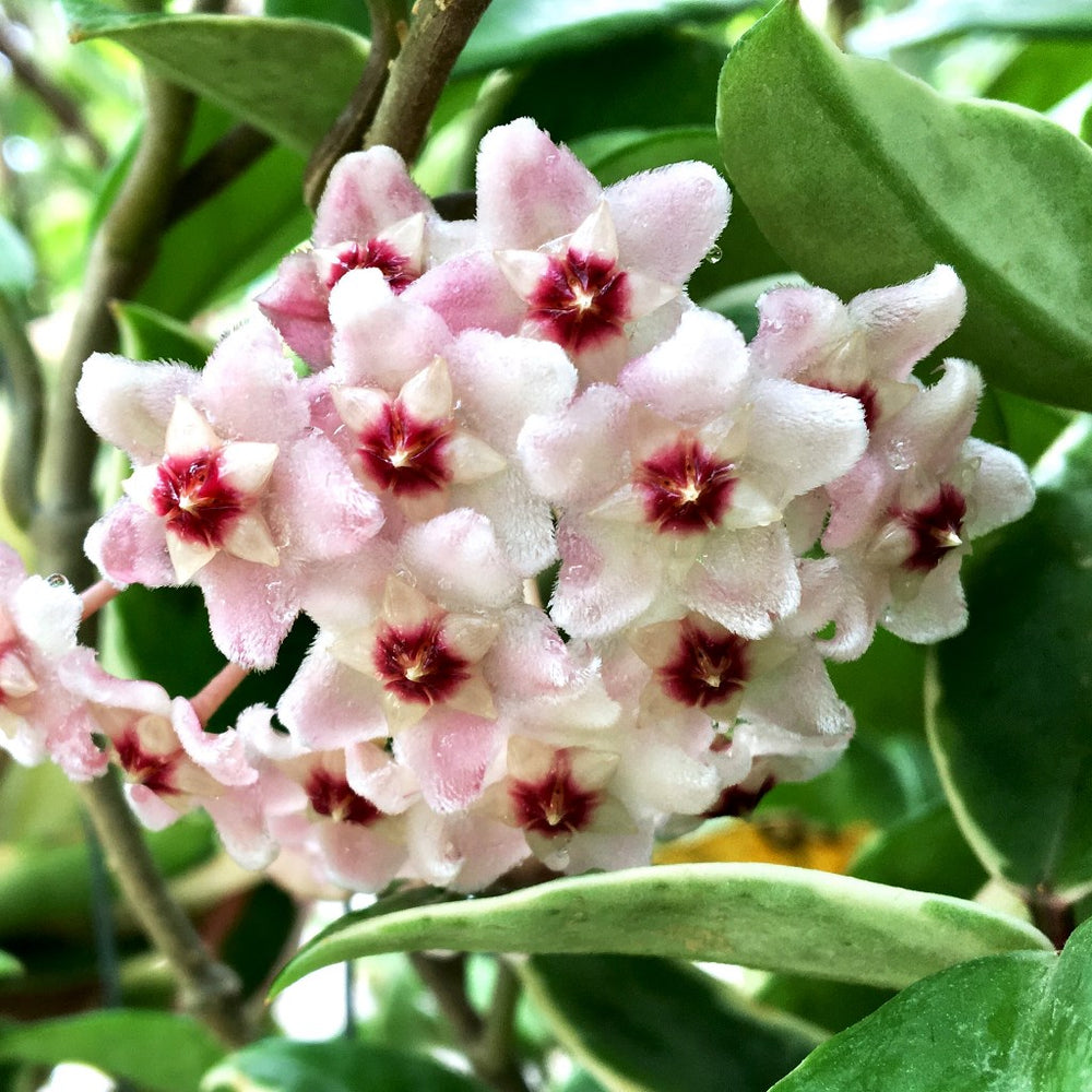 Hoya Carnosa Albomarginata Plant