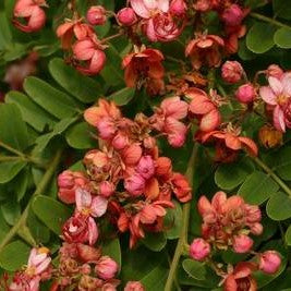 Cassia Roxburghii Ceylon Senna Plant - myBageecha