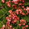 Cassia Roxburghii Ceylon Senna Plant
