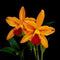 Cattleya Netrasiri Starbright Var Spectacular BS
