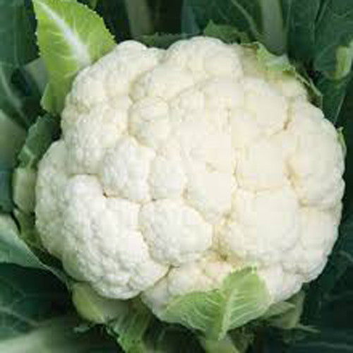 Cauliflower / Phool Gobhee Seeds myBageecha - myBageecha