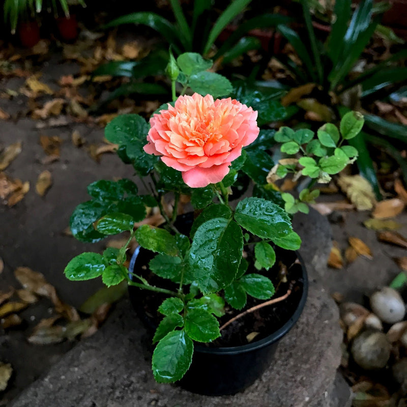 Cidar Cup-Miniature Rose Plants myBageecha - myBageecha