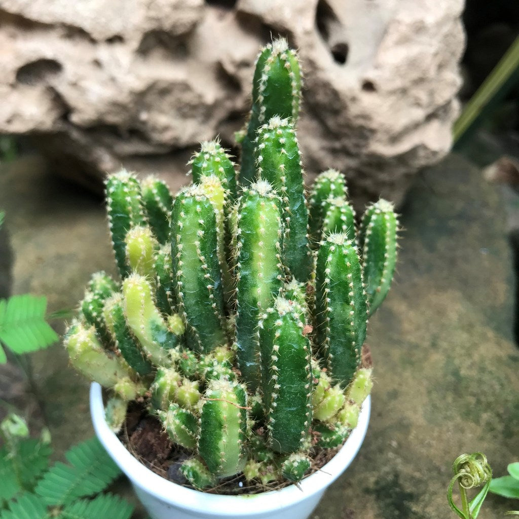 Cereus Peruvianus Florida f. Variegated Cactus Plant - myBageecha