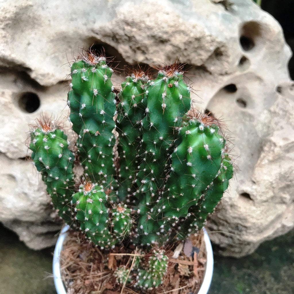 Cereus Repandus f. monstrose Cactus Plant - myBageecha