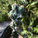 Cereus Peruvianus Monstrosus Cactus Plant