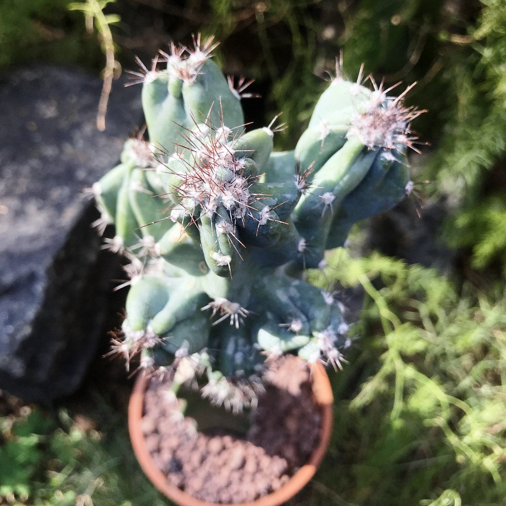 Cereus Peruvianus Monstrosus Cactus Plant - myBageecha