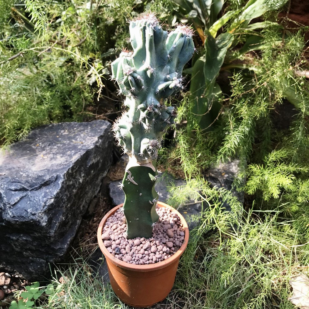 Cereus Peruvianus Monstrosus Cactus Plant - myBageecha