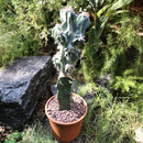 Cereus Peruvianus Monstrosus Cactus Plant
