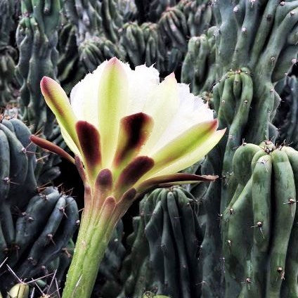 Cereus Peruvianus Monstrose Mini Cactus Plant - myBageecha