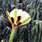 Cereus Peruvianus Monstrose Mini Cactus Plant