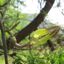 Ceropegia Juncea Somalata Succulent Plant