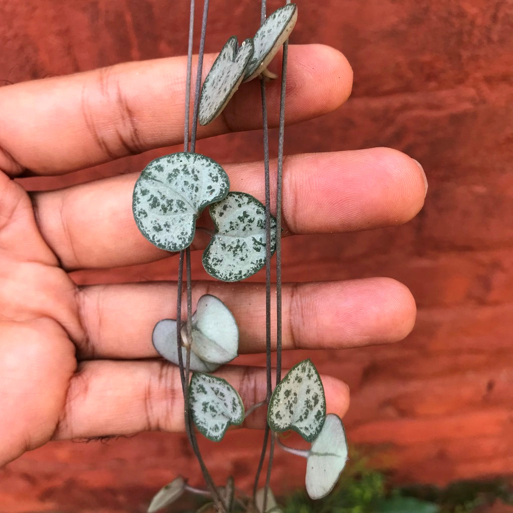 Ceropegia Woodii String of Hearts Succulent Plant - myBageecha