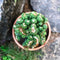 Cereus Forbesii Crest Ming Thing Cactus Plant