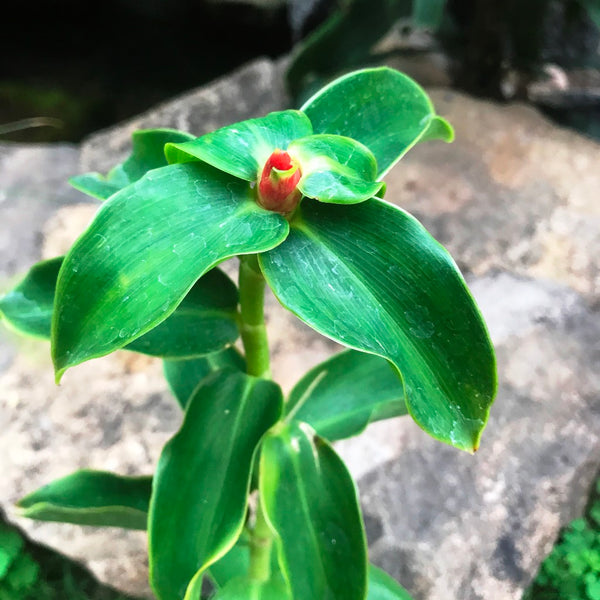 insulin plant seeds for sale Chamaecostus Cuspidatus Insulin Plant