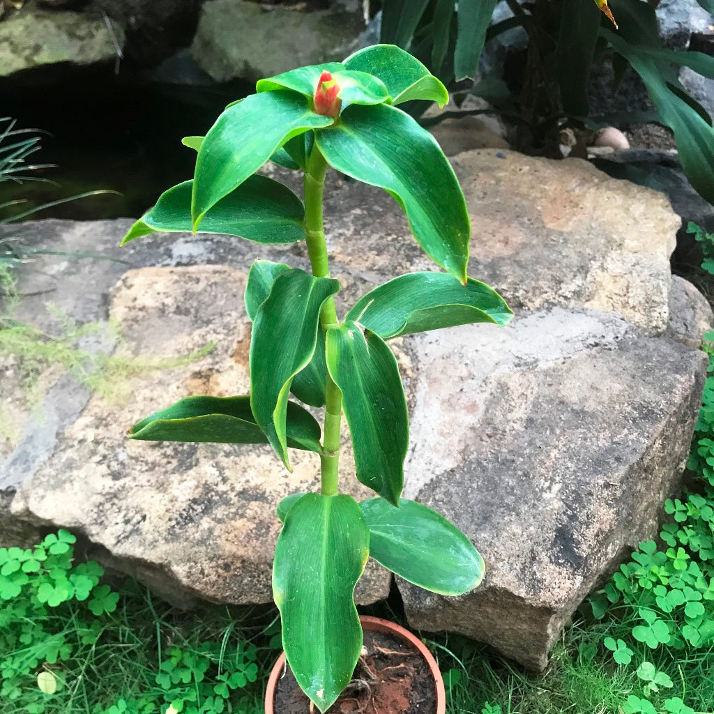 insulin plant seeds for sale Chamaecostus Cuspidatus Insulin Plant