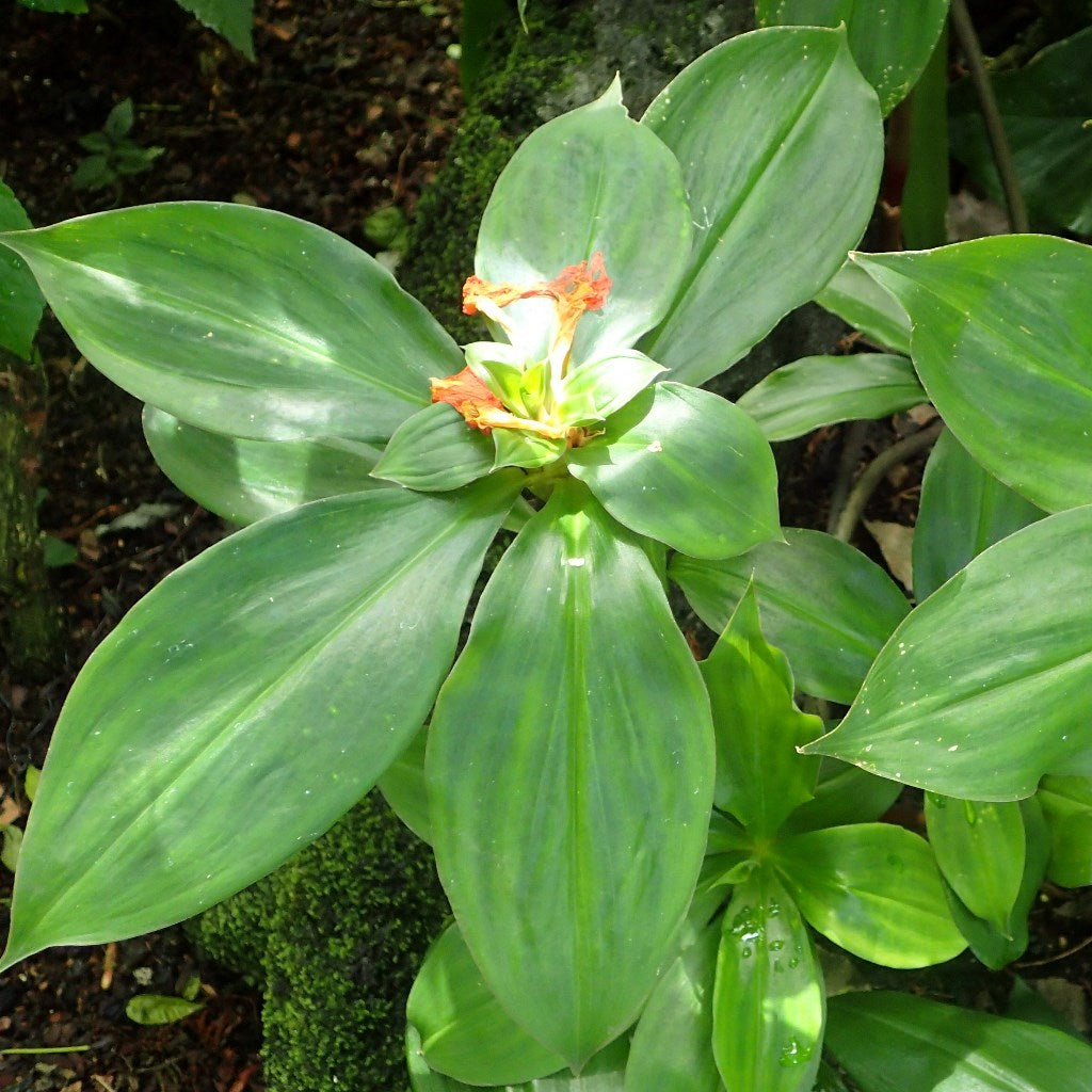 insulin plant seeds for sale Chamaecostus Cuspidatus Insulin Plant