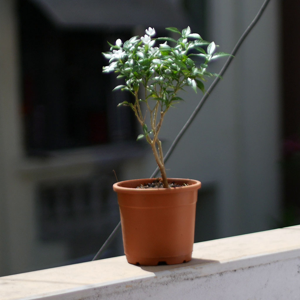 indoor jasmine plant canada Dwarf Crape Jasmine – White Year-round Flowering Shrub