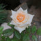 Chandos Beauty Shrub Rose Plant