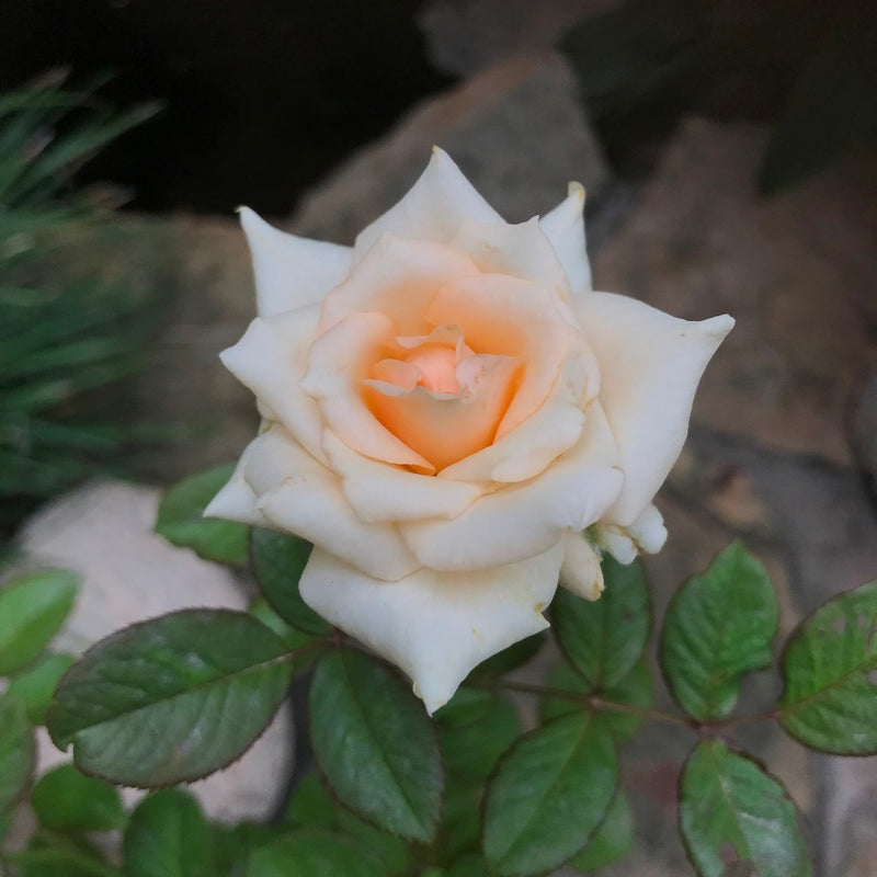 Chandos Beauty Shrub Rose Plant – myBageecha