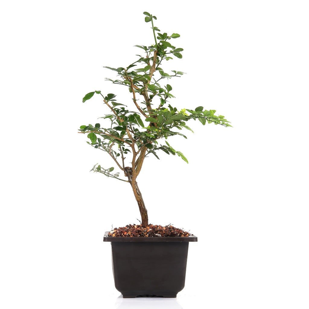 Pre Bonsai Cherry Lemon Trifansia Trifolia Plant - myBageecha