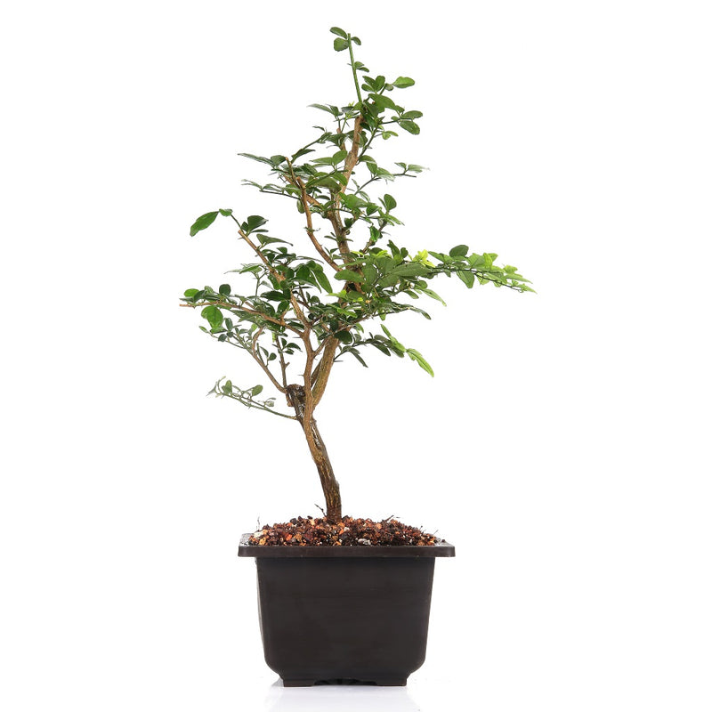 Pre Bonsai Cherry Lemon Trifansia Trifolia Plant