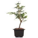 Pre Bonsai Cherry Lemon Trifansia Trifolia Plant