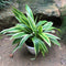 Chlorophytum Alismaefolium Variegata Broad Leaf Plant