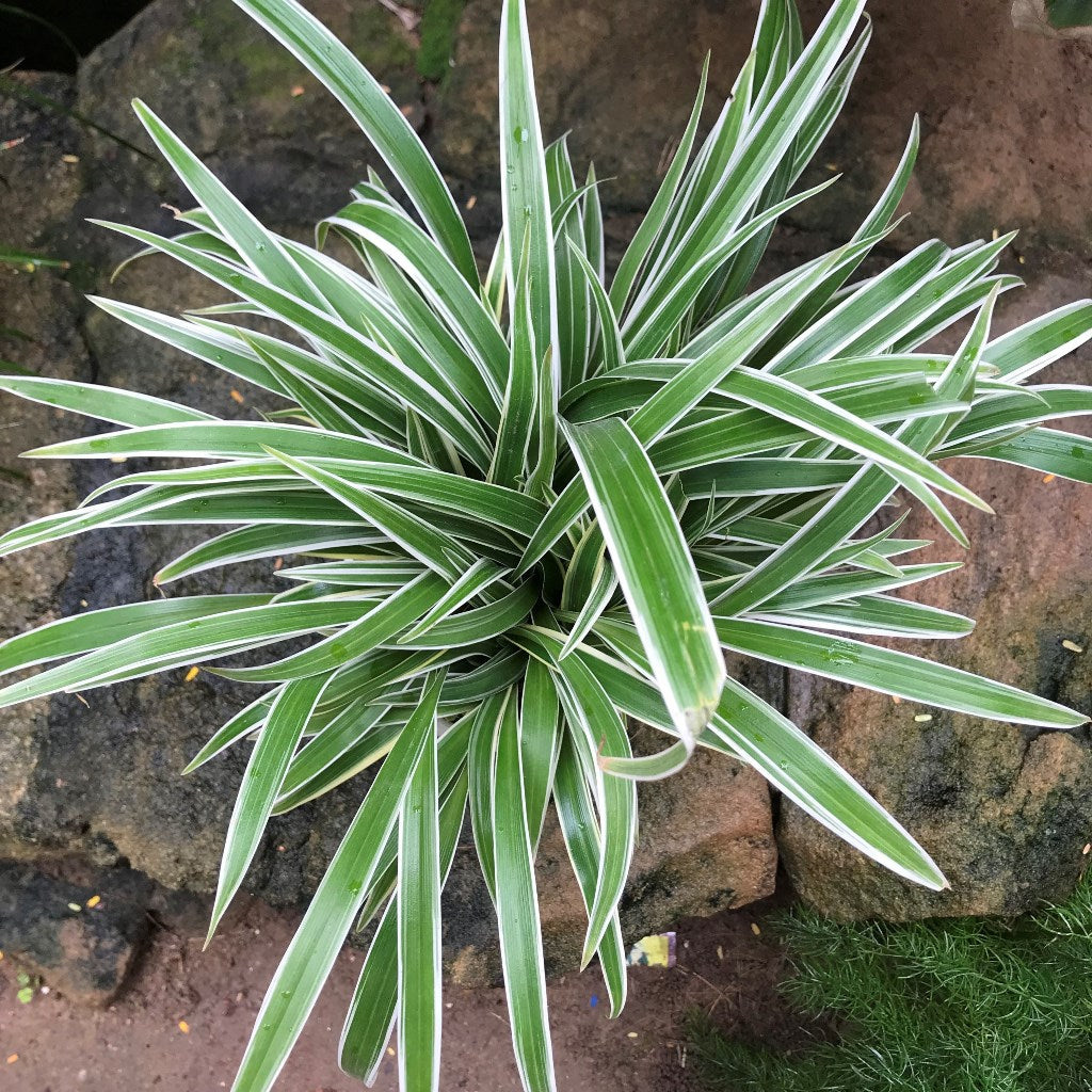 chlorophytum alismifolium Chlorophytum Laxum Plant – Indoor Air Purifying Decorative Foliage