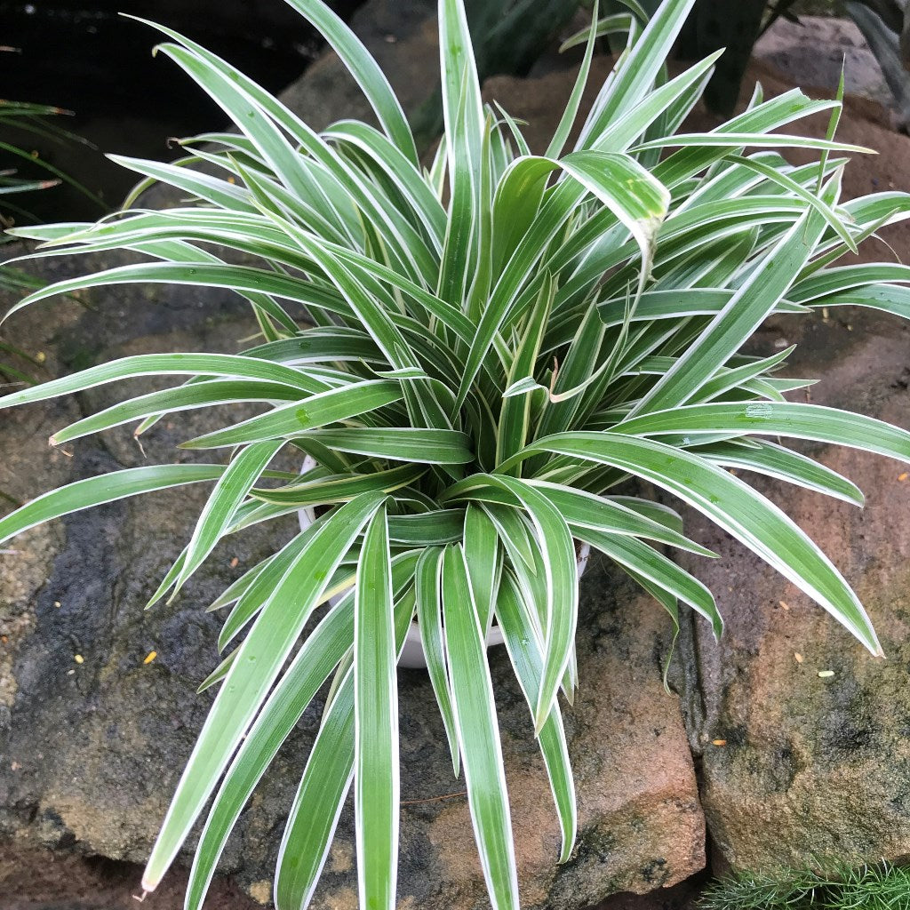 spider plant soft leaves Chlorophytum Laxum Plant – Indoor Air Purifying Decorative Foliage