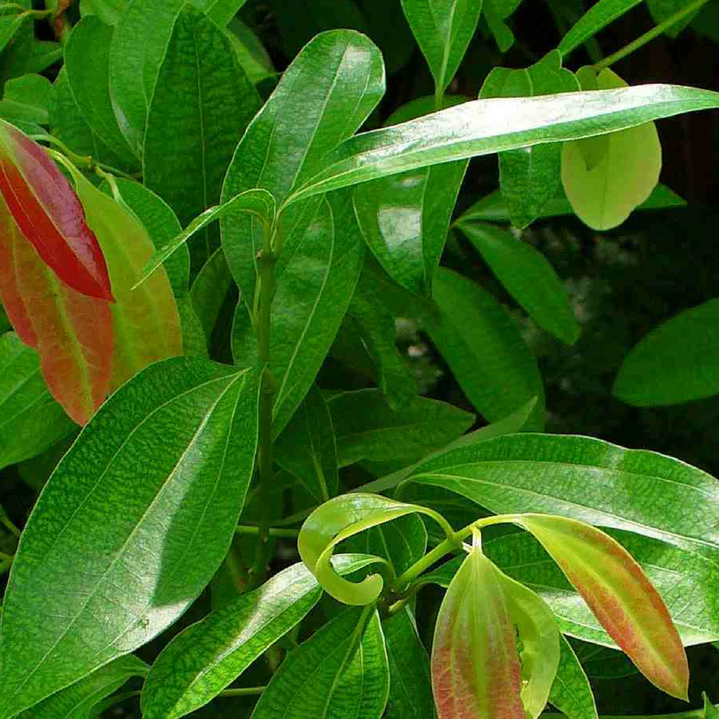 cinnamon medicinal plant Cinnamomum Verum Dalchini Plant