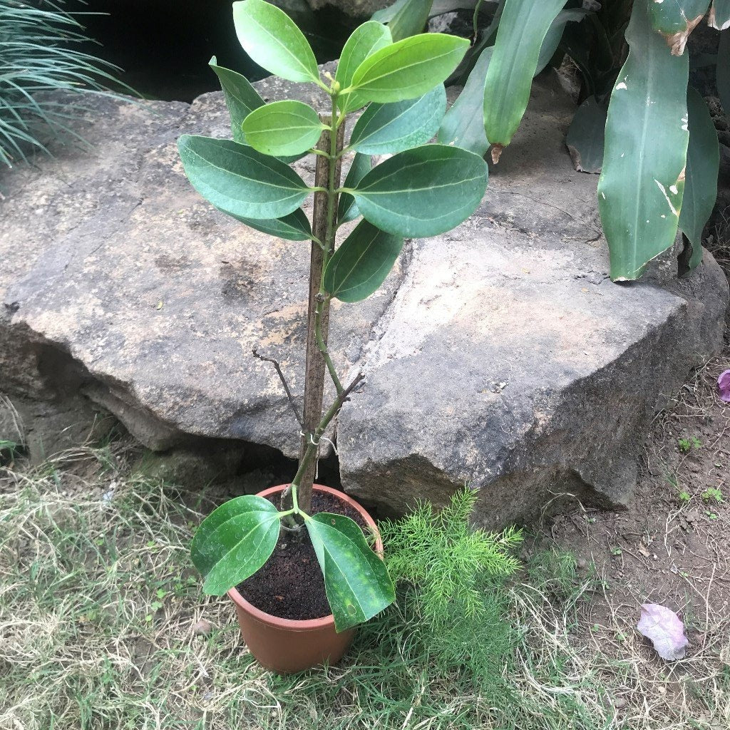 Cinnamomum Verum Dalchini Plant - myBageecha