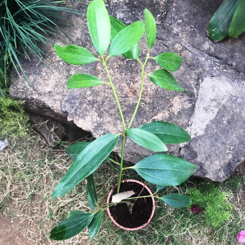 Cinnamoum Tamla Tezpatta Plant - myBageecha