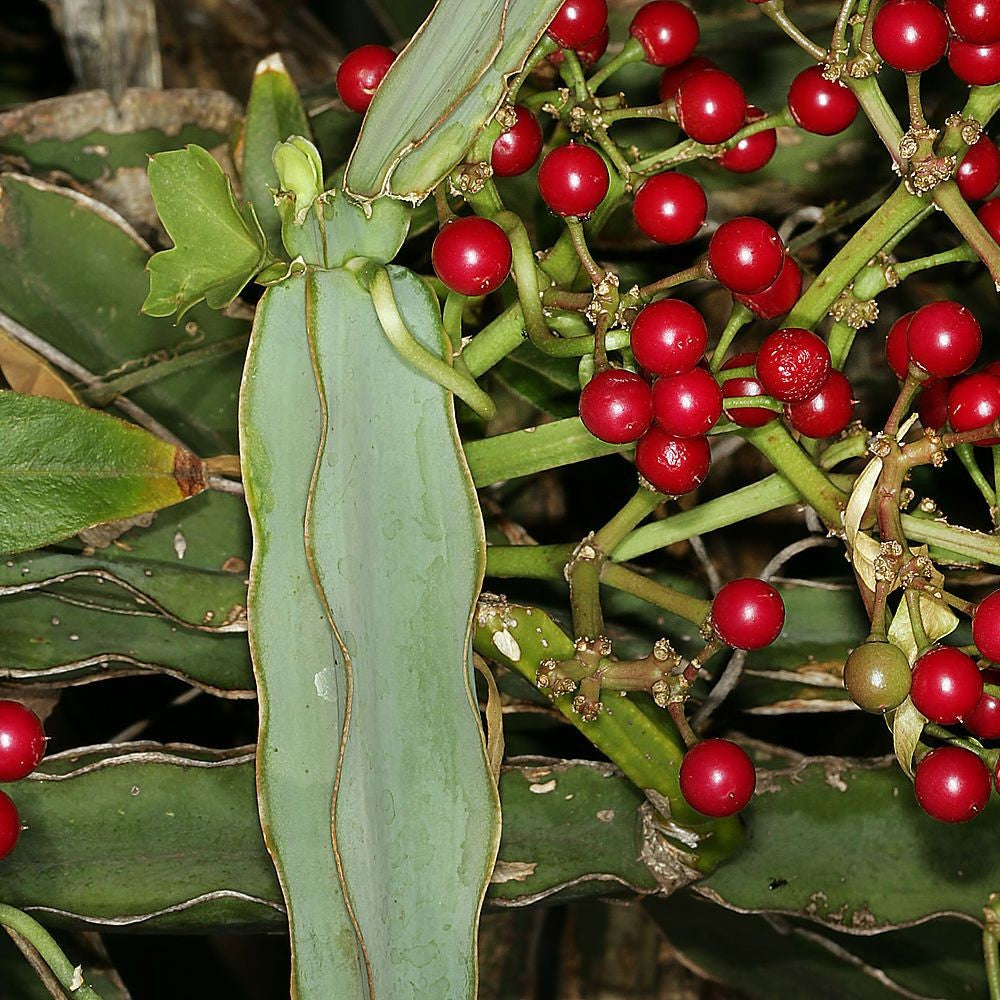 cissus succulent Cissus Quadrangularis – Medicinal Succulent Plant
