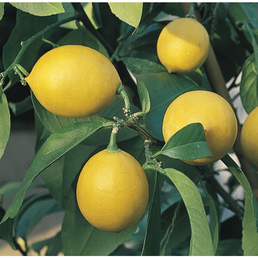 Citrus Lemon Tissue Culture Plant - myBageecha