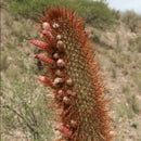 Cleistocactus Buchtienii Cactus Plant