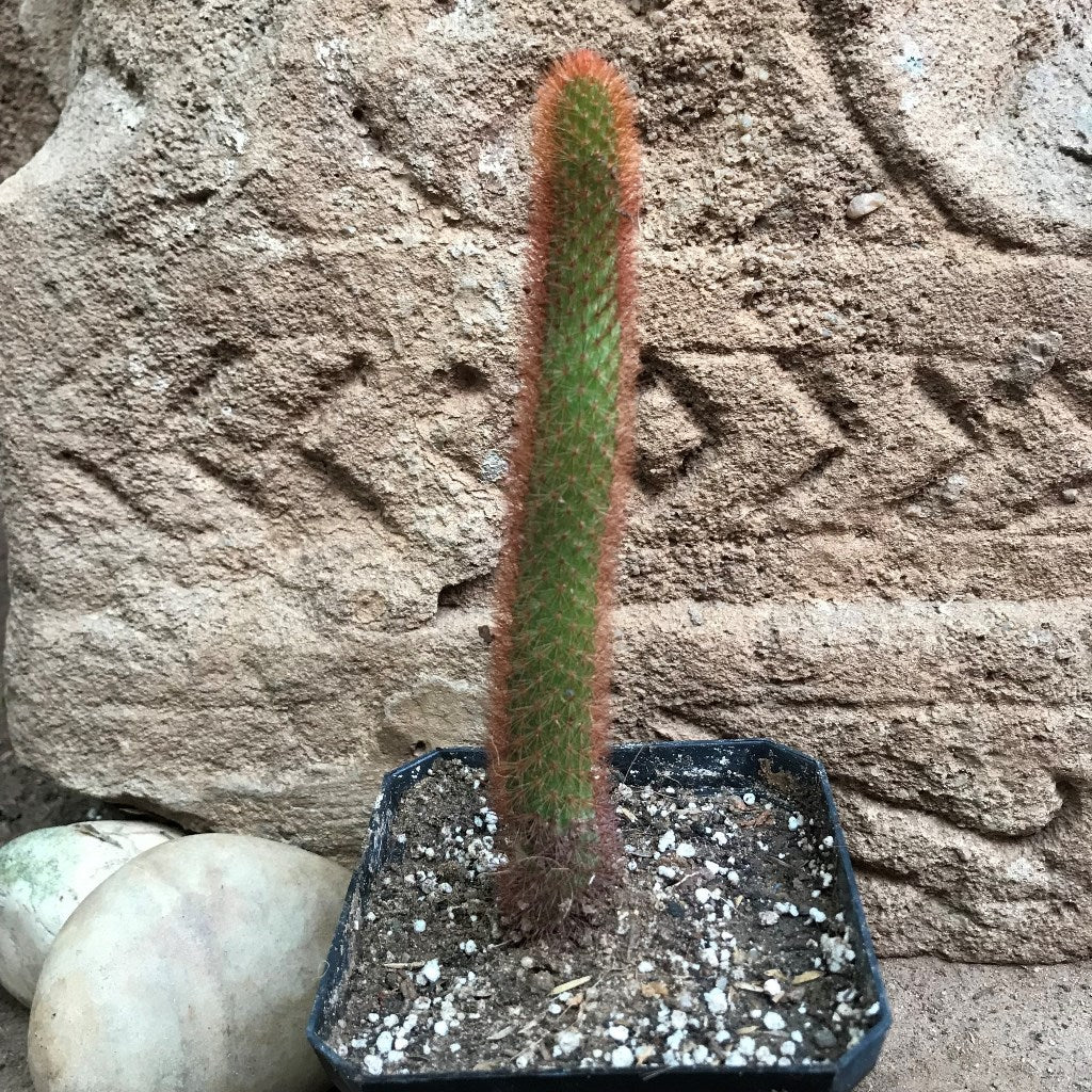 Cleistocactus Buchtienii Cactus Plant - myBageecha